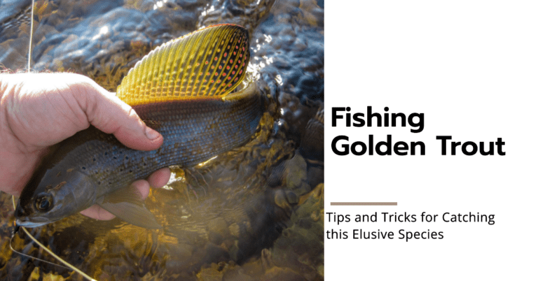 Fishing Golden Trout: Tips and Tricks for Catching this Elusive Species