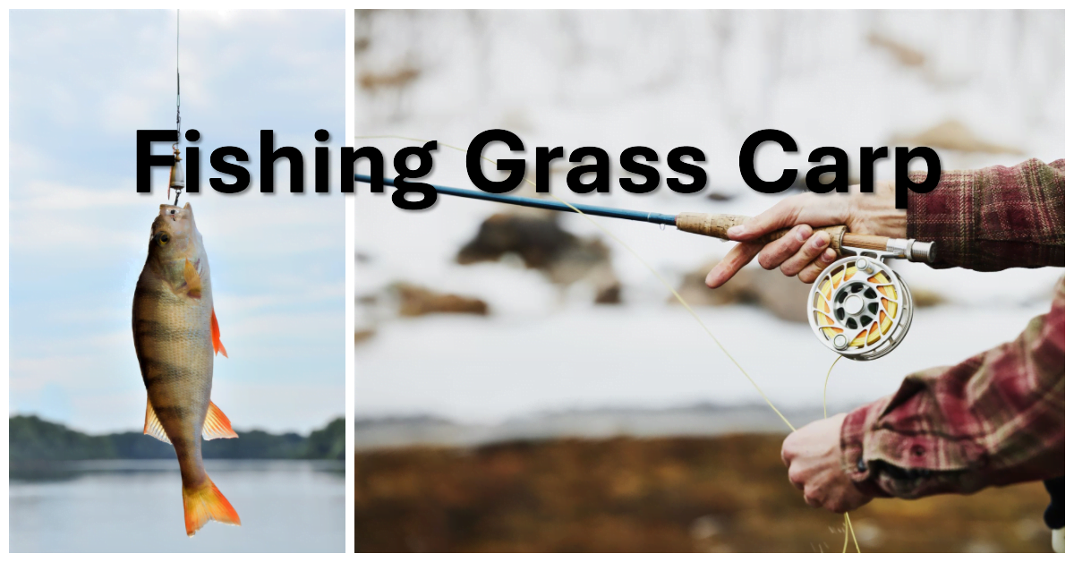 Fishing Grass Carp