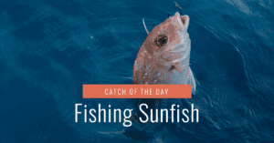 Fishing Sunfish