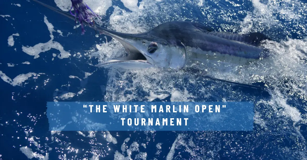 Get Hooked On The White Marlin Open A Fishing Extravaganza