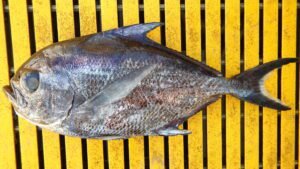 Monchong Fish