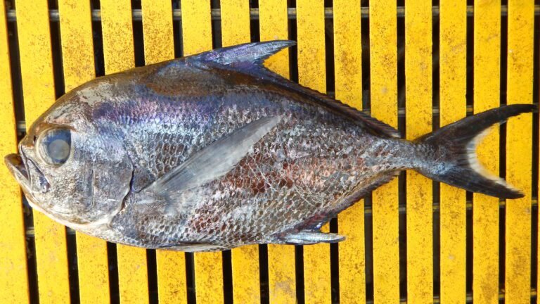 Discover Monchong Fish: The Ocean’s Unsung Delicacy