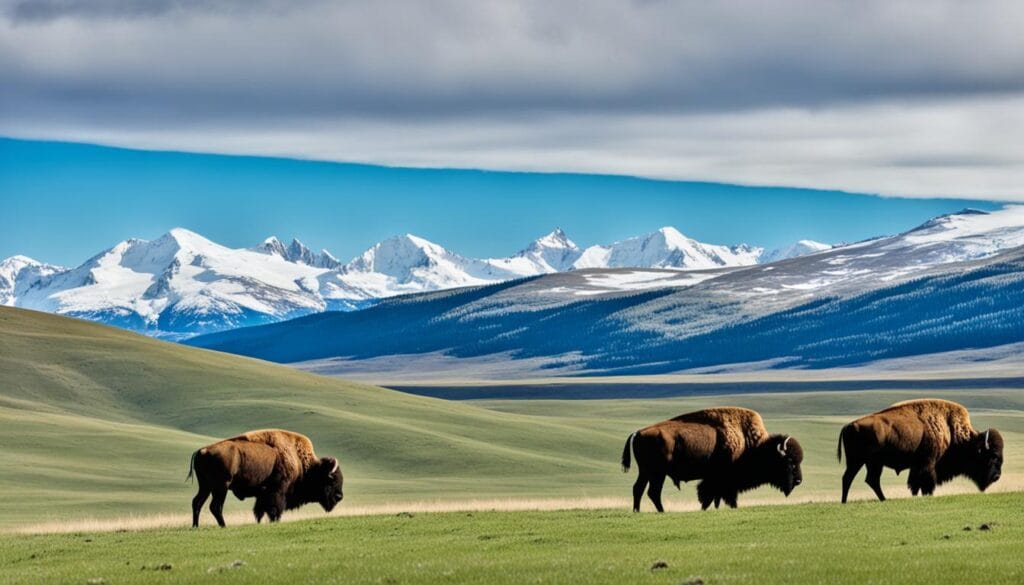 Bison Viewing Spots