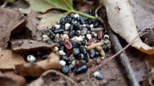 Close-up of animal scat in a natural setting.