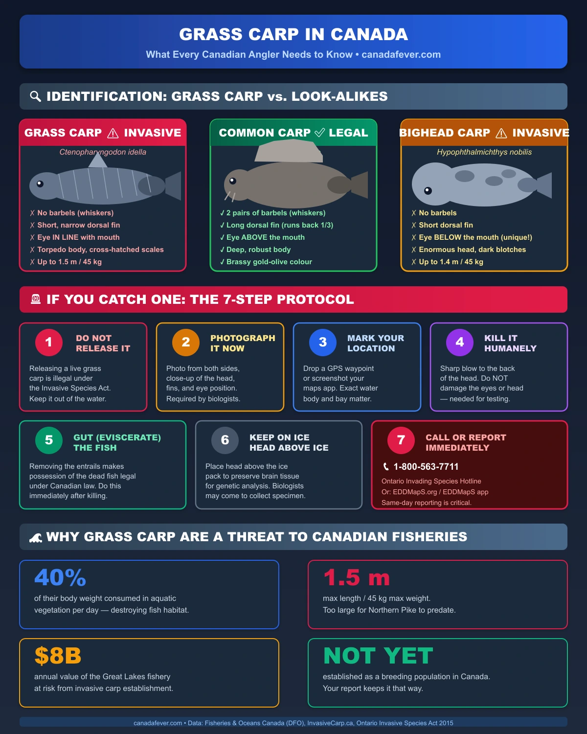 Grass Carp Canada Infographic: Identification guide, 7-step catch protocol, and threat statistics for Canadian anglers