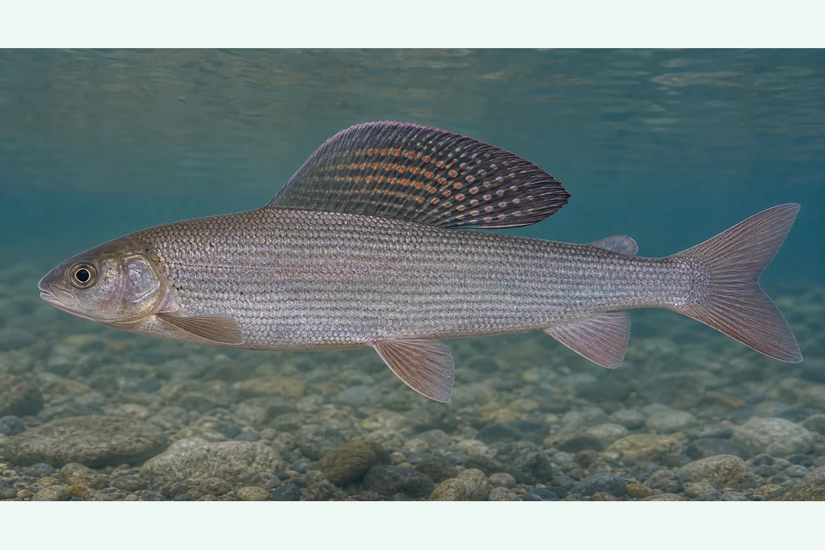 Realistic identification illustration of an Arctic grayling fish in side profile