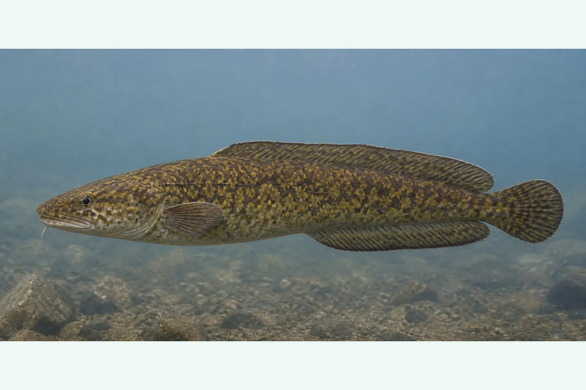 Realistic identification illustration of a burbot fish in side profile