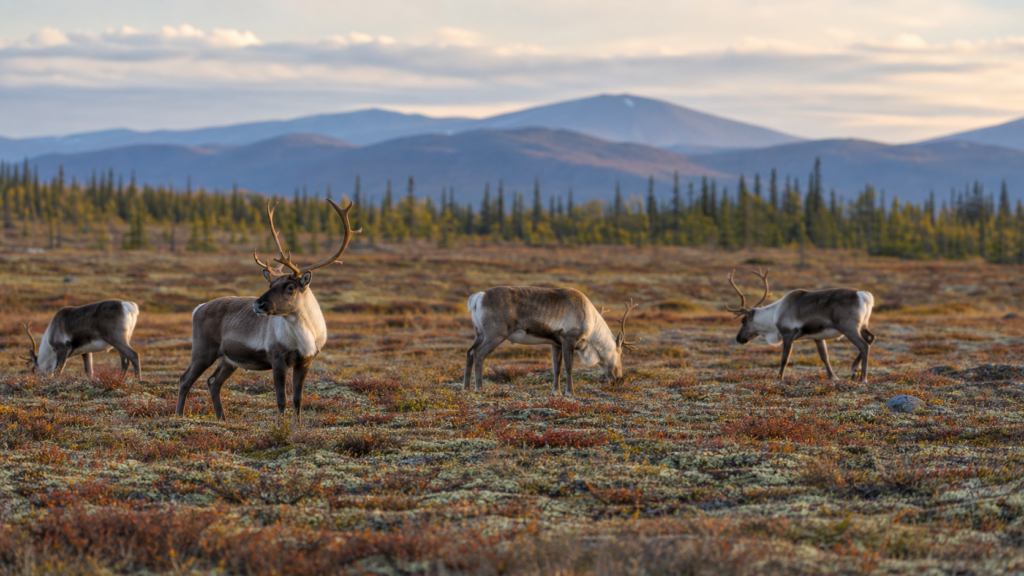 Realistic caribou herd grazing on northern Canadian tundra at a respectful viewing distance
