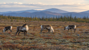 Realistic caribou herd grazing on northern Canadian tundra at a respectful viewing distance
