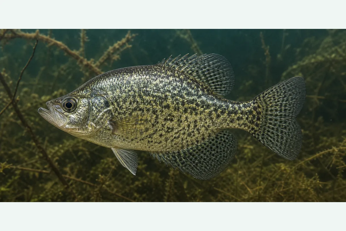Realistic identification illustration of a crappie fish in side profile