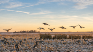 Canada geese landing over a frosty harvested prairie field with decoys and brushed layout blinds at sunrise