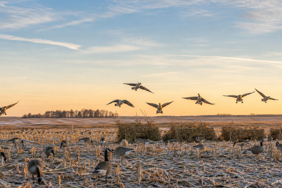 Canada geese landing over a frosty harvested prairie field with decoys and brushed layout blinds at sunrise