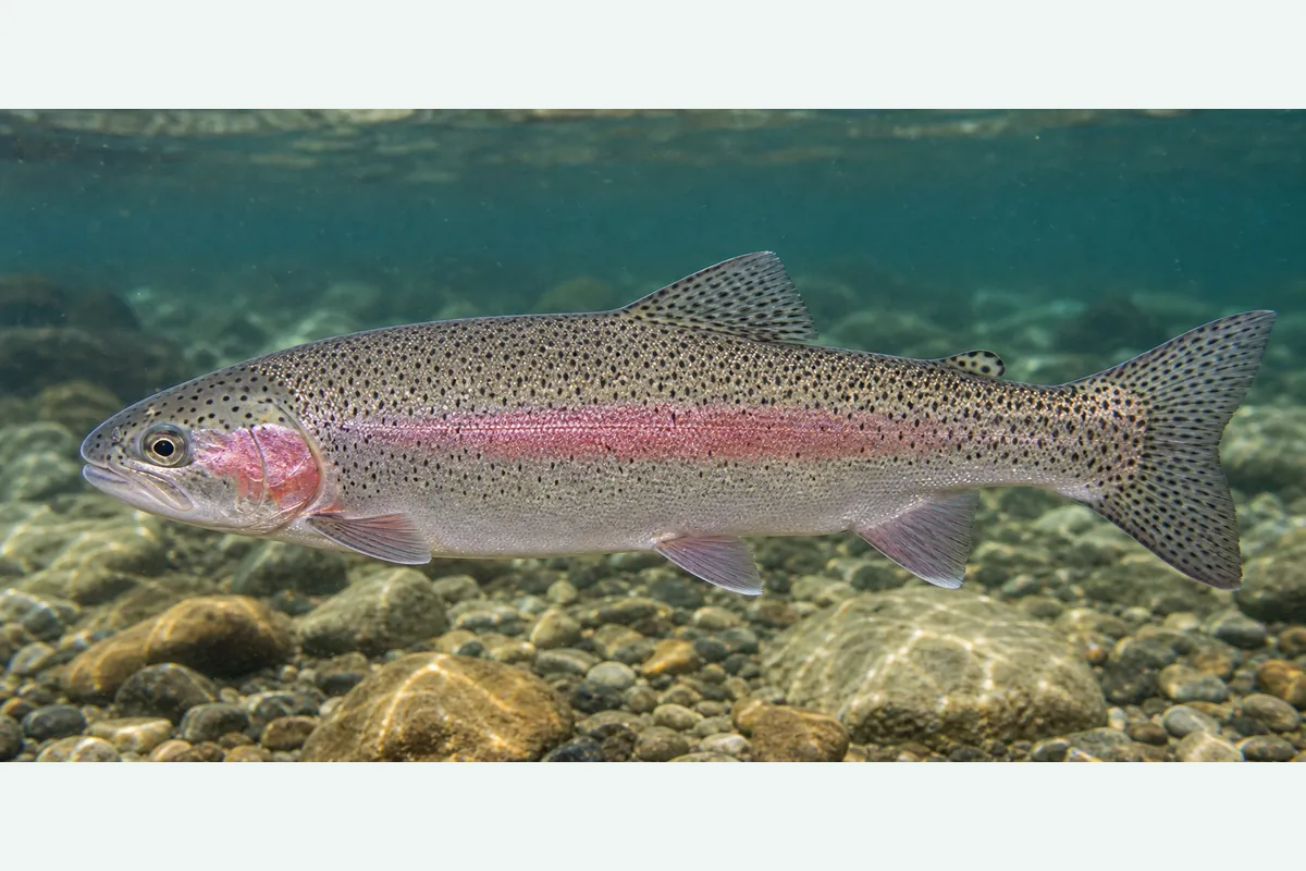 Realistic identification illustration of a rainbow trout and steelhead fish in side profile
