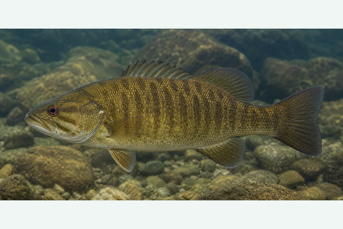 Realistic identification illustration of a smallmouth bass fish in side profile