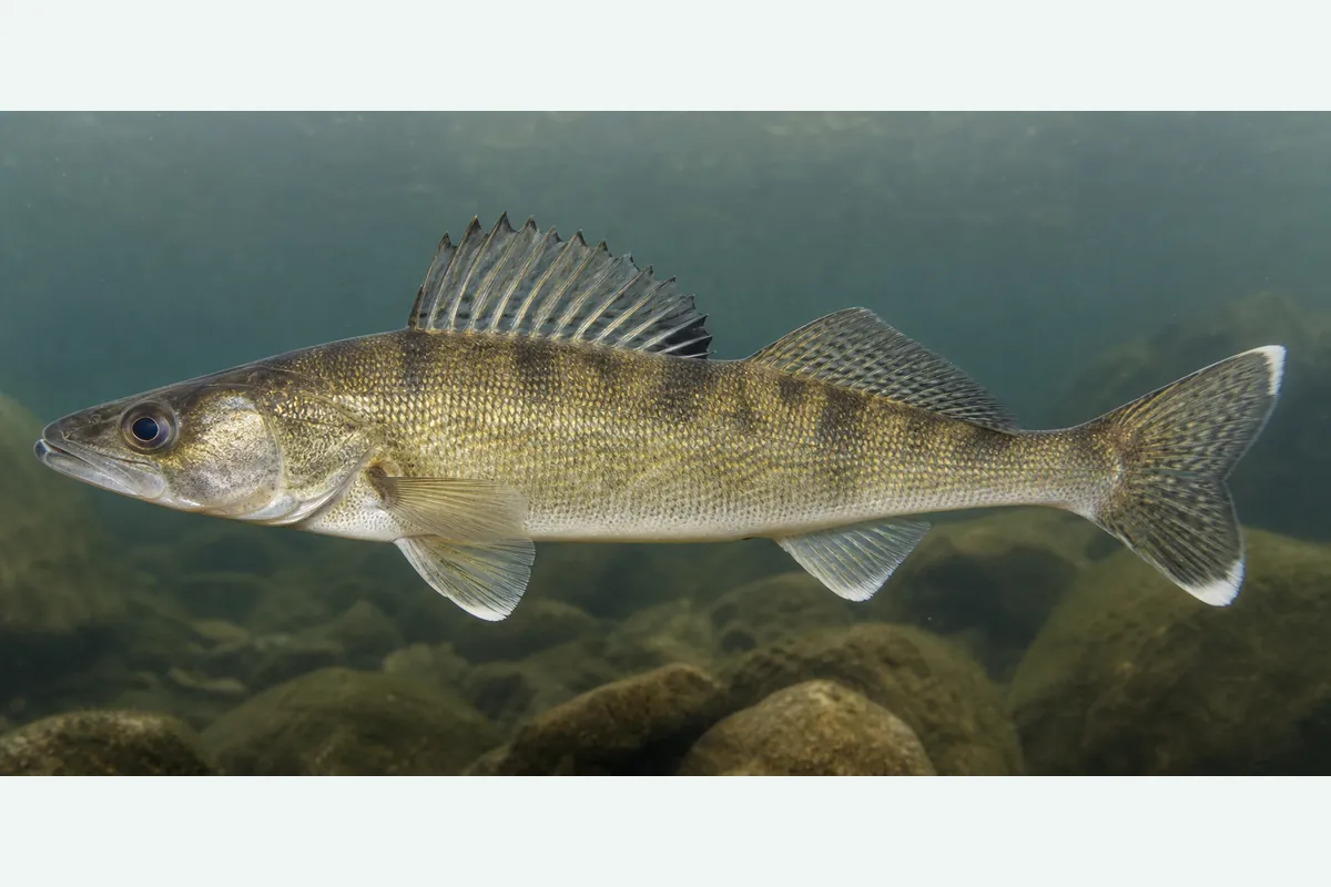 Realistic identification illustration of a walleye fish in side profile