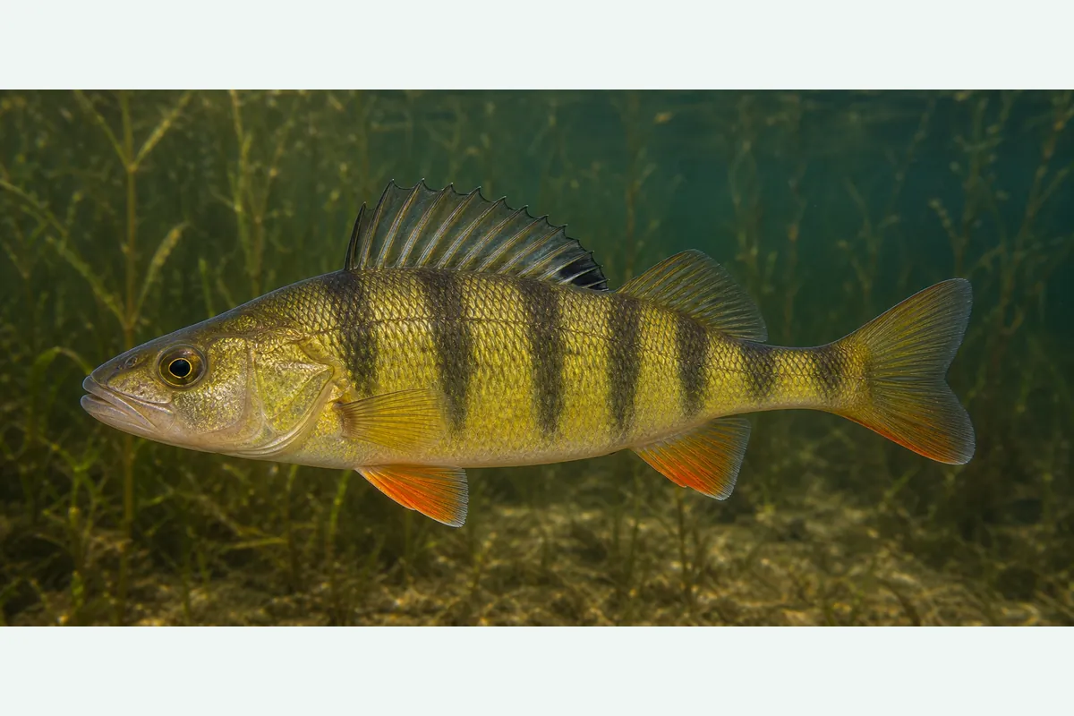 Realistic identification illustration of a yellow perch fish in side profile