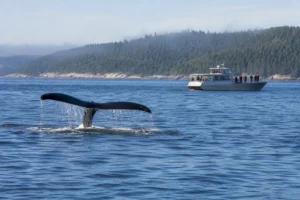 Whale tail in the St Lawrence estuary with a whale-watching boat at a respectful distance near Tadoussac