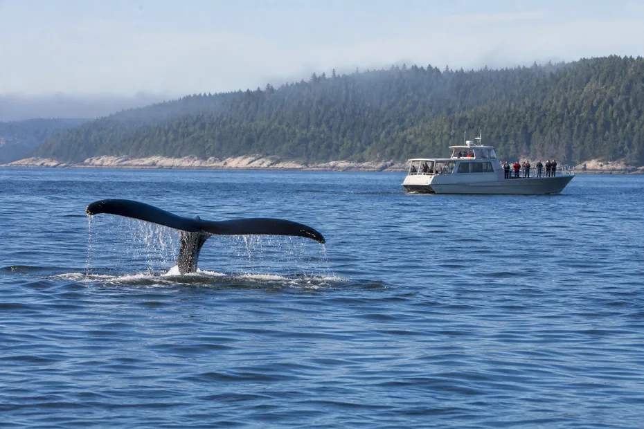 Whale tail in the St Lawrence estuary with a whale-watching boat at a respectful distance near Tadoussac
