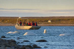 Beluga whales beside a tour boat near Churchill Manitoba in summer