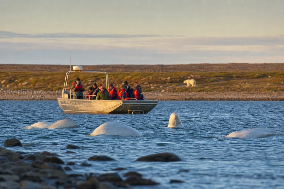 Beluga whales beside a tour boat near Churchill Manitoba in summer