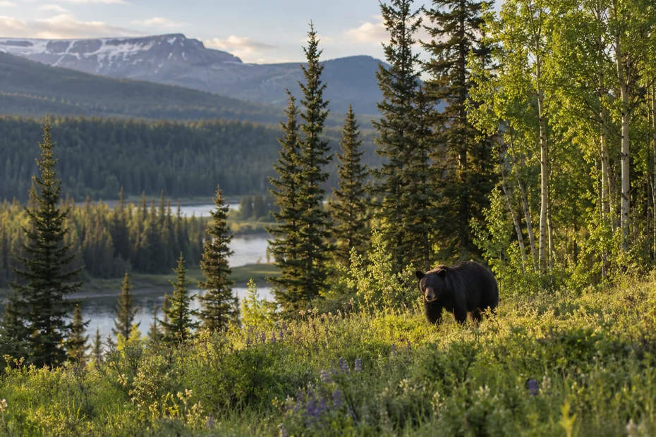 Black bear at a forest edge in an imagined Alberta landscape — generated editorial illustration